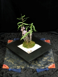 Dendrobium Zen Garden